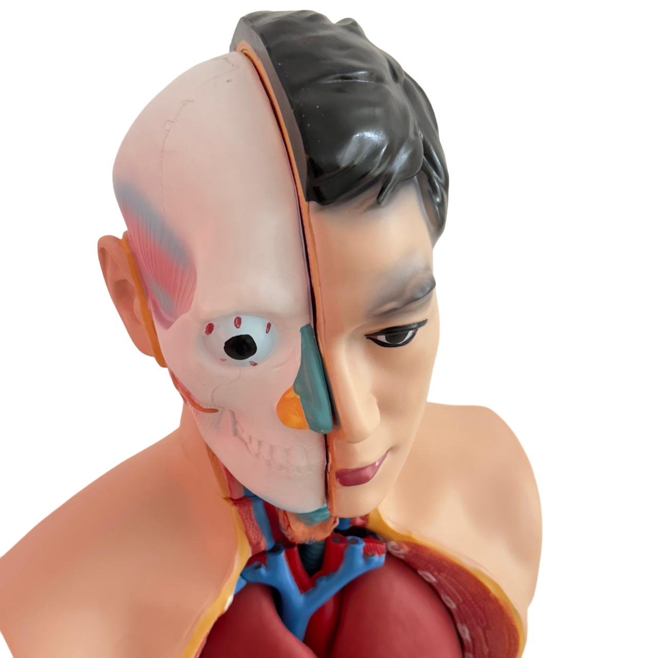Anatomical Human Torso Model