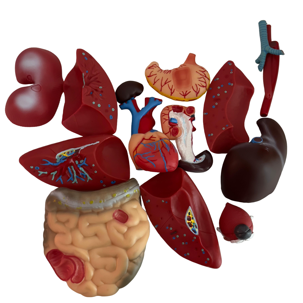 Anatomical Human Torso Model