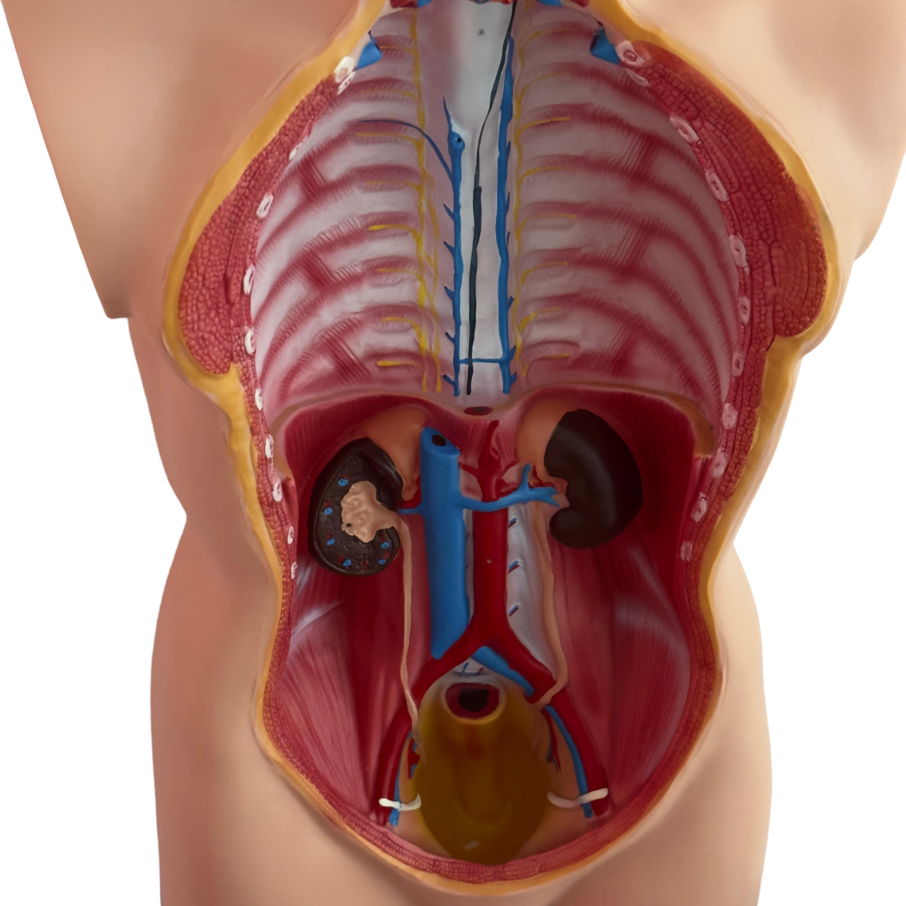 Anatomical Human Torso Model